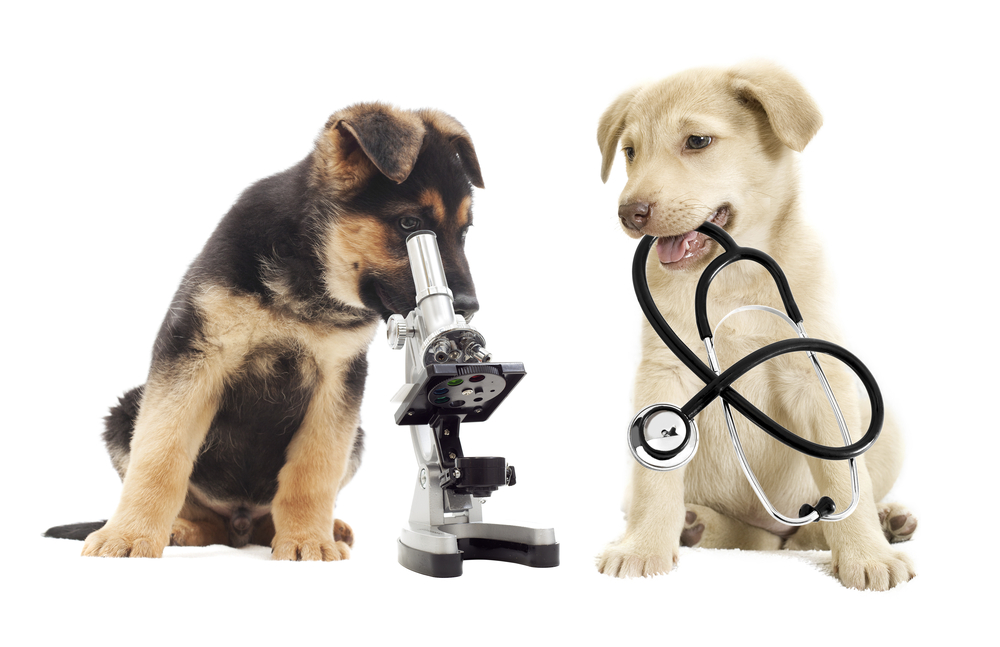 About Us | Veterinarian in West Palm Beach, FL | All Care Animal Clinic