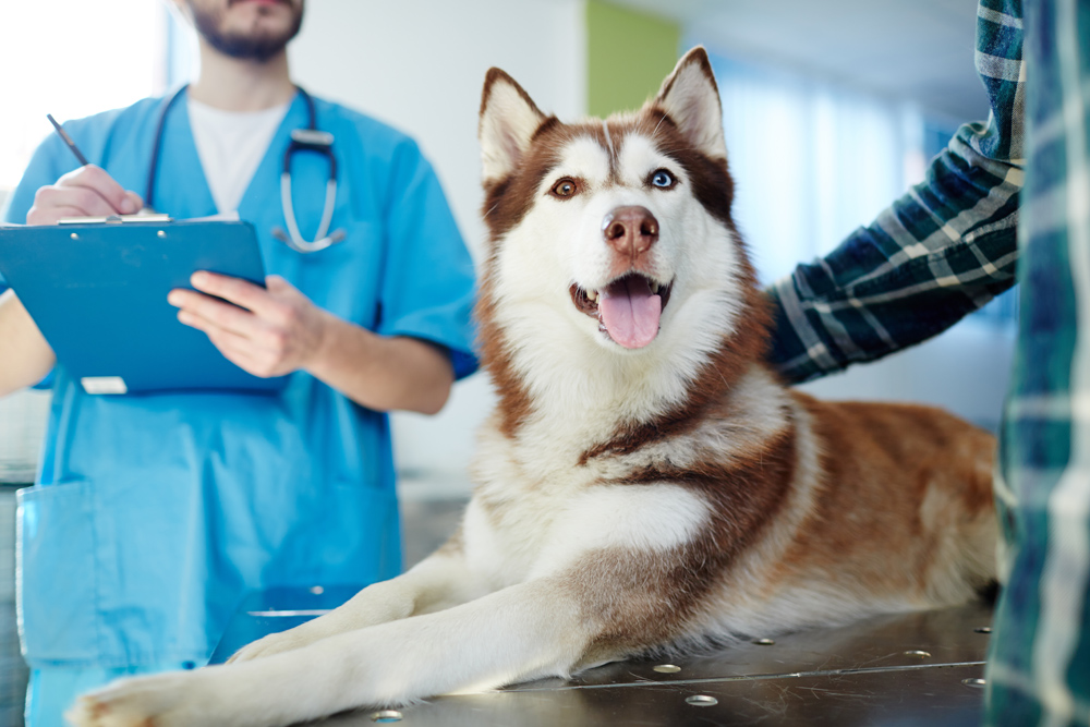 Pet Wellness Exams | Veterinarian West Palm Beach | All Care Animal Clinic