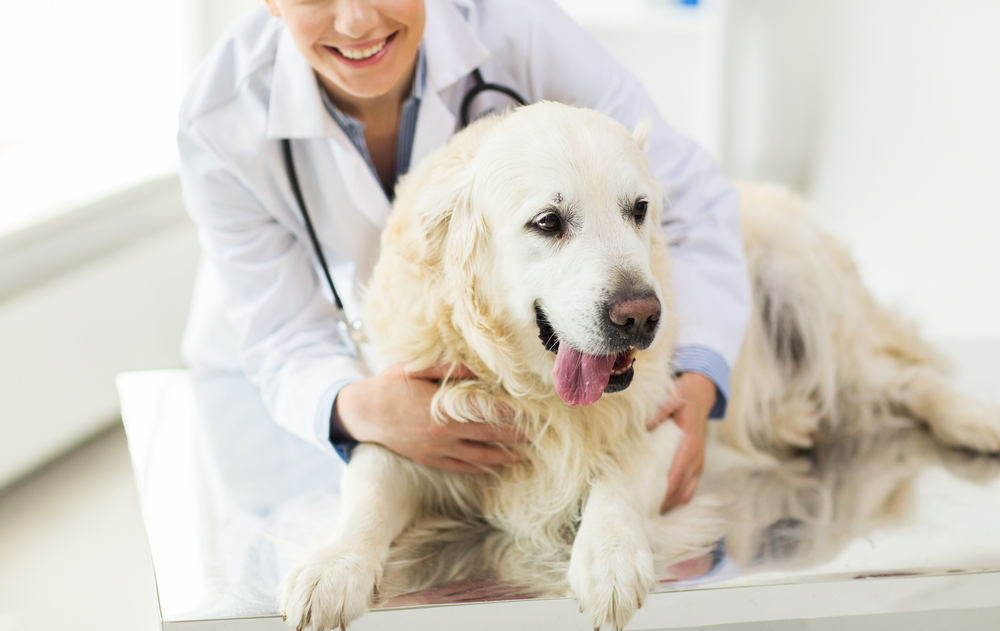 Veterinarian with happy dog