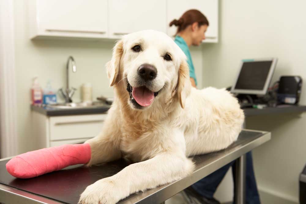 Orthopedics | Veterinarian in West Palm Beach, FL | All Care Animal Clinic
